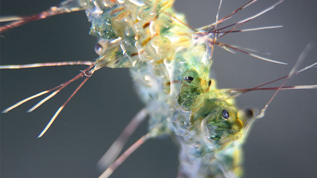 Bythotrephes longimanus